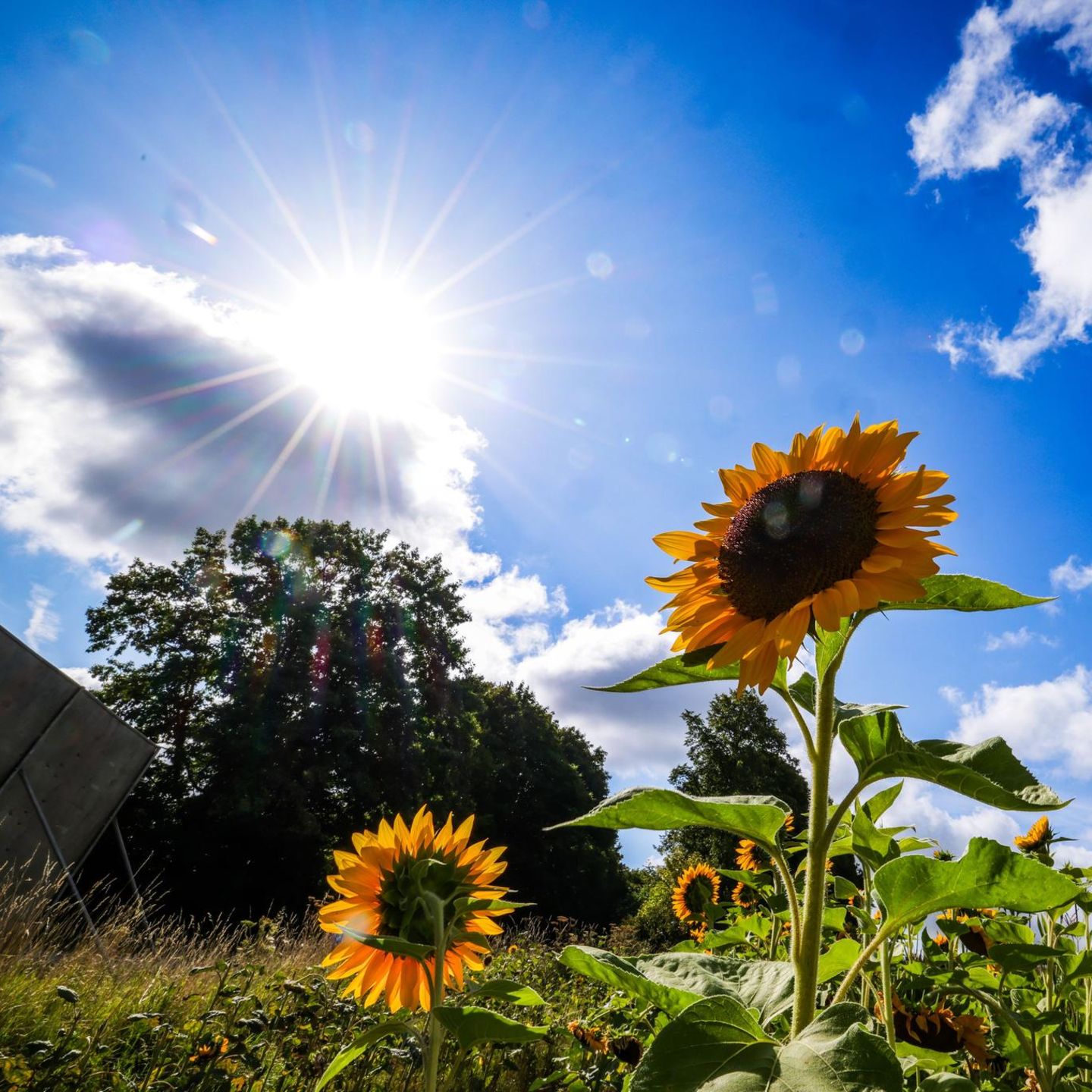 Drei Sonnenblumen stehen bei leicht bewölktem Himmel im Sommer 2025 auf einem Feld