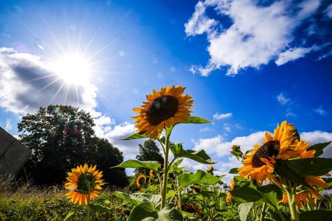 Drei Sonnenblumen stehen bei leicht bewölktem Himmel im Sommer 2025 auf einem Feld