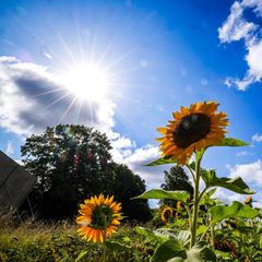 Drei Sonnenblumen stehen bei leicht bewölktem Himmel im Sommer 2025 auf einem Feld