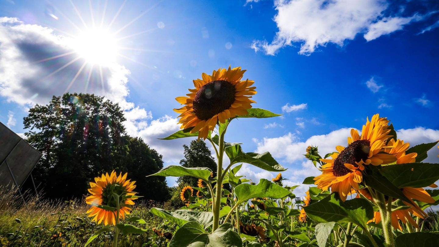 Drei Sonnenblumen stehen bei leicht bewölktem Himmel im Sommer 2025 auf einem Feld