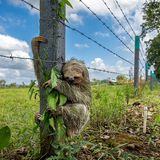 Faultier an einem Stacheldrahtzaun