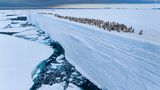 Pinguinküken