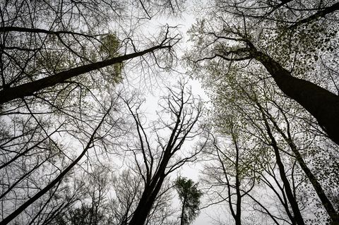 Bushcrafting - wildes Campieren im Wald - gewinnt nach Erfahrungen von Hessen Forst an Beliebtheit. (Symbolbild) Foto: Swen Pför