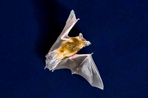 Die sinkende Zahl an Insekten macht Bayerns Fledermäusen zu schaffen. Foto: Frank Rumpenhorst/dpa