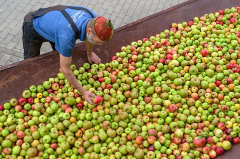 Dieses Jahr bringt eine gute Apfelernte - das spüren Mostereien jetzt schon. Foto: Patrick Pleul/dpa