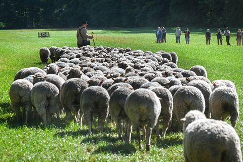 Mit ihren Hütehunden müssen die Schäfer eine Schafherde durch einen Parcours führen. Foto: Heiko Rebsch/dpa