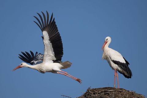 Bei Futterknappheit entscheiden sich Störche häufig für einen frühen Abflug. (Archivbild) Foto: Boris Roessler/dpa