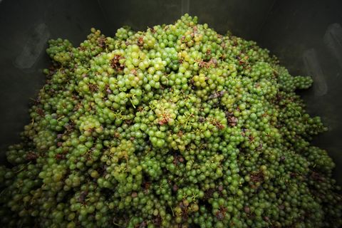 Bald beginnt auch wieder die Ernte der Riesling-Weintrauben im hessischen Rheingau. (Archivbild) Foto: picture alliance / Fredri