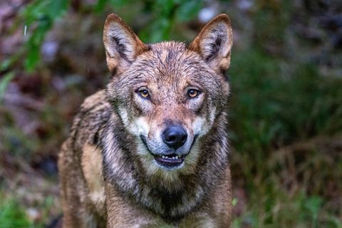 Einige Bauern fordern eine Abschussquote für den Wolf. (Symbolbild) Foto: Armin Weigel/dpa