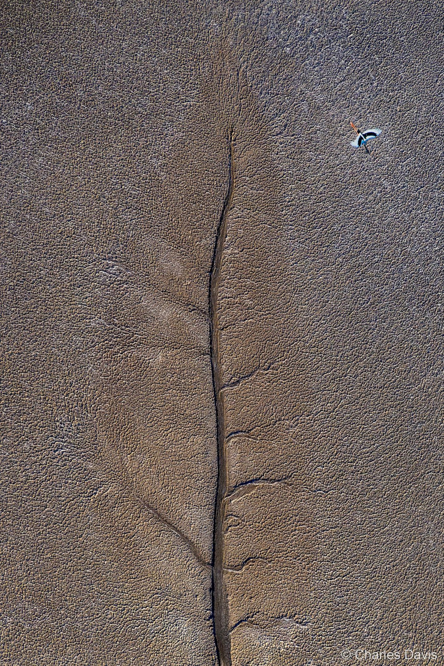 Sieg in der Kategorie Luftaufnahmen: "Jabiru-Blatt" Kein totes Blatt – sondern Schlammflächen nach der Ebbe, gezeichnet von gewaltigen Gezeiten im westlichen Australien. Aus der Luft wirkt die gigantische Struktur jedoch blattförmig, beobachtete Fotograf Charles Davis. Genau im Moment, als ein Riesenstorch über die Fläche streicht, bringt die Kamera beide Bilder zusammen: Das vermeintliche Blatt und davor der filigrane Vogel mit hübschem Gefieder
