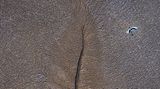 Kein totes Blatt – sondern Schlammflächen nach der Ebbe, gezeichnet von gewaltigen Gezeiten im westlichen Australien. Aus der Luft wirkt die gigantische Struktur jedoch blattförmig, beobachtete Fotograf Charles Davis. Genau im Moment, als ein Riesenstorch über die Fläche streicht, bringt die Kamera beide Bilder zusammen: Das vermeintliche Blatt und davor der filigrane Vogel mit hübschem Gefieder
