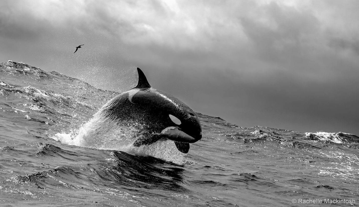Sieg in der Kategorie Monochrom: "Luftschlange" Kraftvoll hebt sich Orca WA007 aus den Wellen. Der Tiefseespalt Bremer Canyon liegt etwa 65 Kilometer von der abgelegenen Südküste Westaustraliens entfernt. Eben hat die porträtierte Orca-Dame einen Cuvier-Schnabelwal erlegt. Während sie verspielt in die Luft springt, hängen die Eingeweide des Opfers noch wie eine Luftschlange aus ihrem Maul, beobachtete Fotografin Rachelle Mackintosh. Rund 300 Schwertwale sind in diesem abgelegenen Meereseinschnitt erfasst. Neue Studien deuten darauf hin, dass es sich bei der Gruppe um einen eigenen Ökotyp handeln könnte – also um Orcas, die unter etwas andersartigen ökologischen Bedingungen leben und daher andere morphologische Merkmale aufweisen als ihre Artgenossen