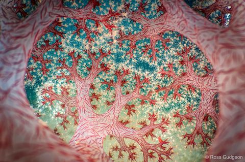 Ein Fotowettbewerb hat die besten Natur- und Tierfotos Australiens gekürt. Den Sieg streicht ein psychedelisches Wäldchen ein, das gar keins ist – sondern ein Blick ins Innere einer Weißen Bäumchenweichkoralle. Ihr Name kommt nicht von ungefähr: Zahllose kleine, rundliche Polypen, wie Knospen, verleihen ihr die bäumchenähnliche Form. Diese Aufnahme verdankt ihre ungewöhnliche Perspektive einer besonderen Optik – der Nauticam EMWL, einer speziellen Unterwasserkameralinse. Knipsen konnte Fotograf und Wettbewerbssieger Ross Gudgeon das besondere Bild in der Lembeh-Straße, einer Meerenge an der Ostküste von Nord-Sulawesi, Indonesien