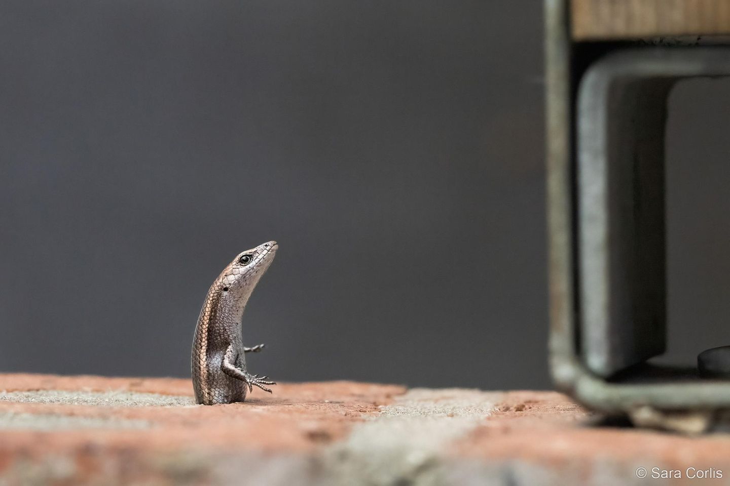 Sieg in der Kategorie Unser Einfluss: "Skink in der Klemme" Eine winzige Eidechse – in Australien als "Common garden skink" bekannt – gefangen in einem Spalt einer Backsteinmauer. Vergeblich windet sie sich hin und her, minutenlang schien kein Entrinnen möglich. Doch schließlich gelang dem wendigen Tier die Flucht. Beobachtet hat Fotografin Sara Corlis das tapfere Ringen des kleinen Tiers in Sydney