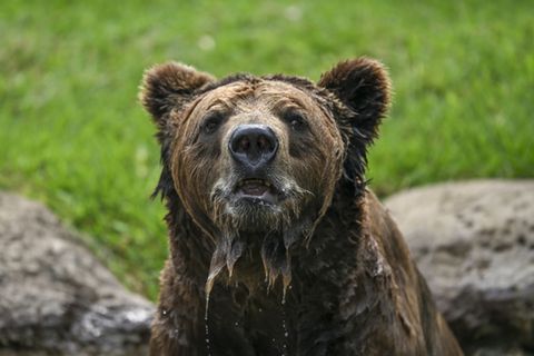 Braunbär in einem Zoo