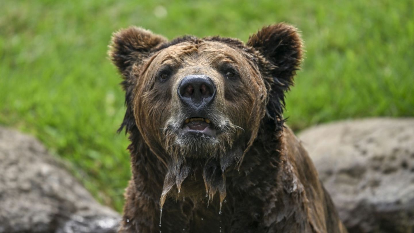Braunbär in einem Zoo