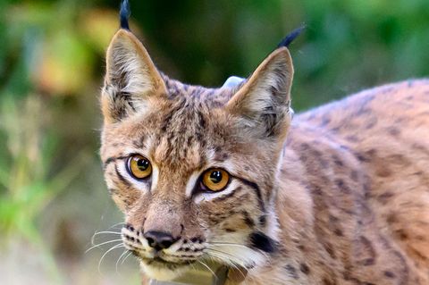 In den Wäldern rund um Eibenstock ist erneut ein Luchs ausgewildert worden. Foto: Hendrik Schmidt/dpa