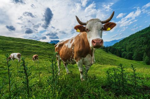 Kühe in Österreich stehen auf saftig grünen Bergwiesen