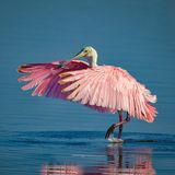 Rosalöffler im Wasser