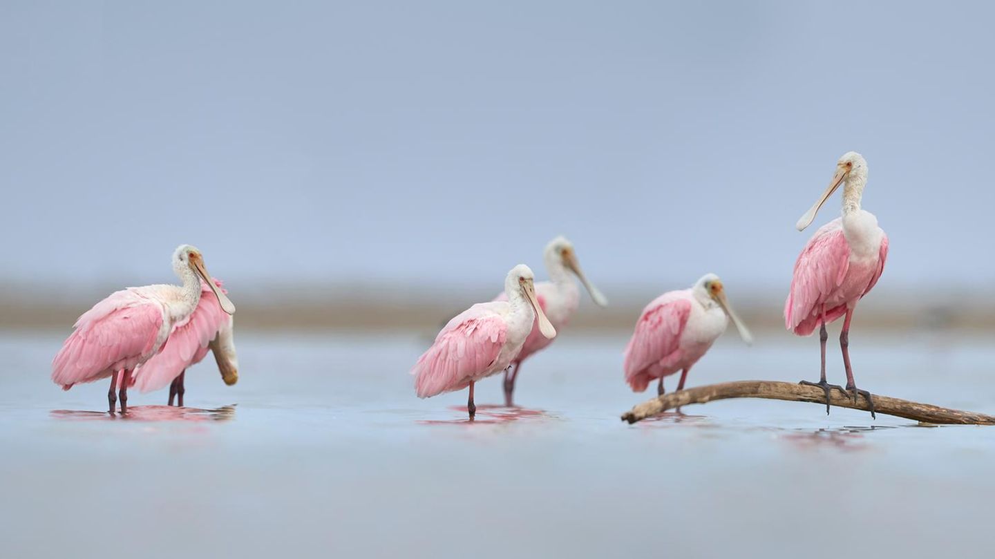 Fotografie: Die Tierwelt durch die rosarote Brille entdecken