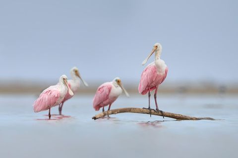 Fotografie: Die Tierwelt durch die rosarote Brille entdecken