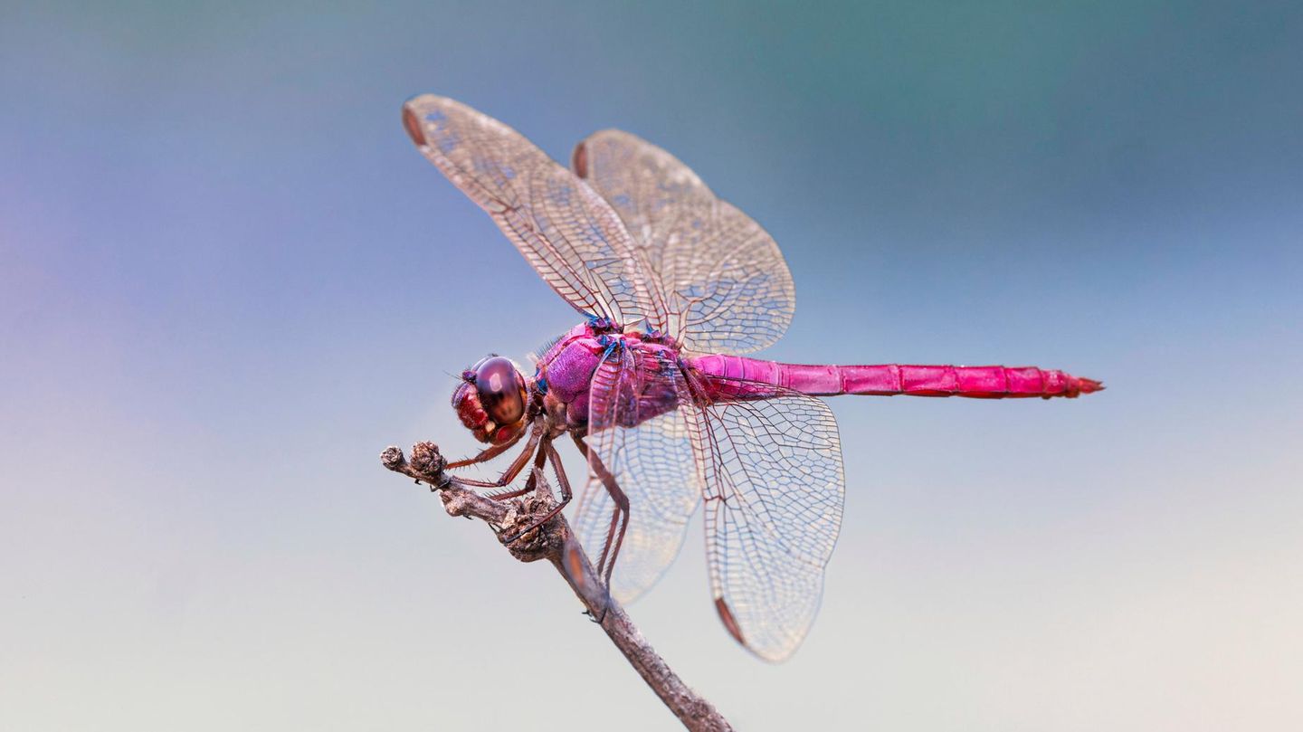 Orthemis ferruginea Libelle
