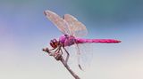 Orthemis ferruginea Libelle