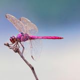 Orthemis ferruginea Libelle