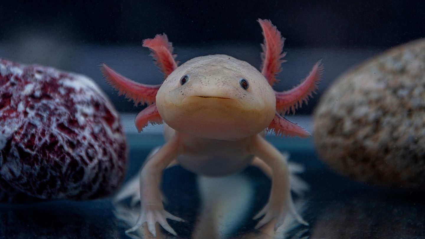 Axolotl
