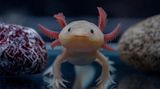 Axolotl