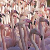 Gruppe an Rosaflamingo