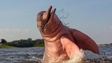 Amazonas-Delfin springt aus dem Wasser
