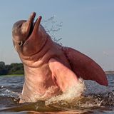 Amazonas-Delfin springt aus dem Wasser