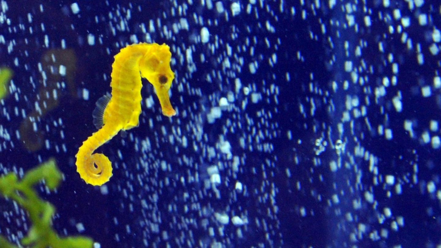 Seepferdchen in einem Aquarium