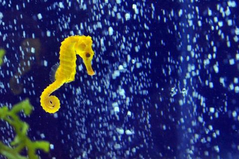 Seepferdchen in einem Aquarium