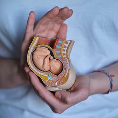 Geburtshilfe: Medizinische Angestellte hält Modell eines Säuglings im Bauch in die Kamera