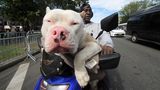 New York City, USA. Optisch entspannt ist dieser Hund mit seinem Herrchen auf dem Motorroller unterwegs. Das Duo fährt entlang der abgesperrten Strecke des "West Indian Day Parade Carnival", einer jährlichen Parade in Brooklyn, um die Kultur der karibischen Westindischen Inseln zu ehren