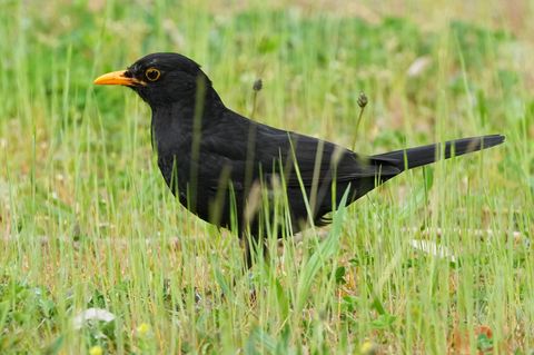 Die Amsel braucht naturnahe Gärten und Grünflächen. (Archiv) Foto: Soeren Stache/dpa