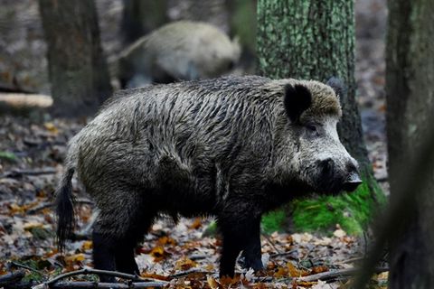 Wildschweine