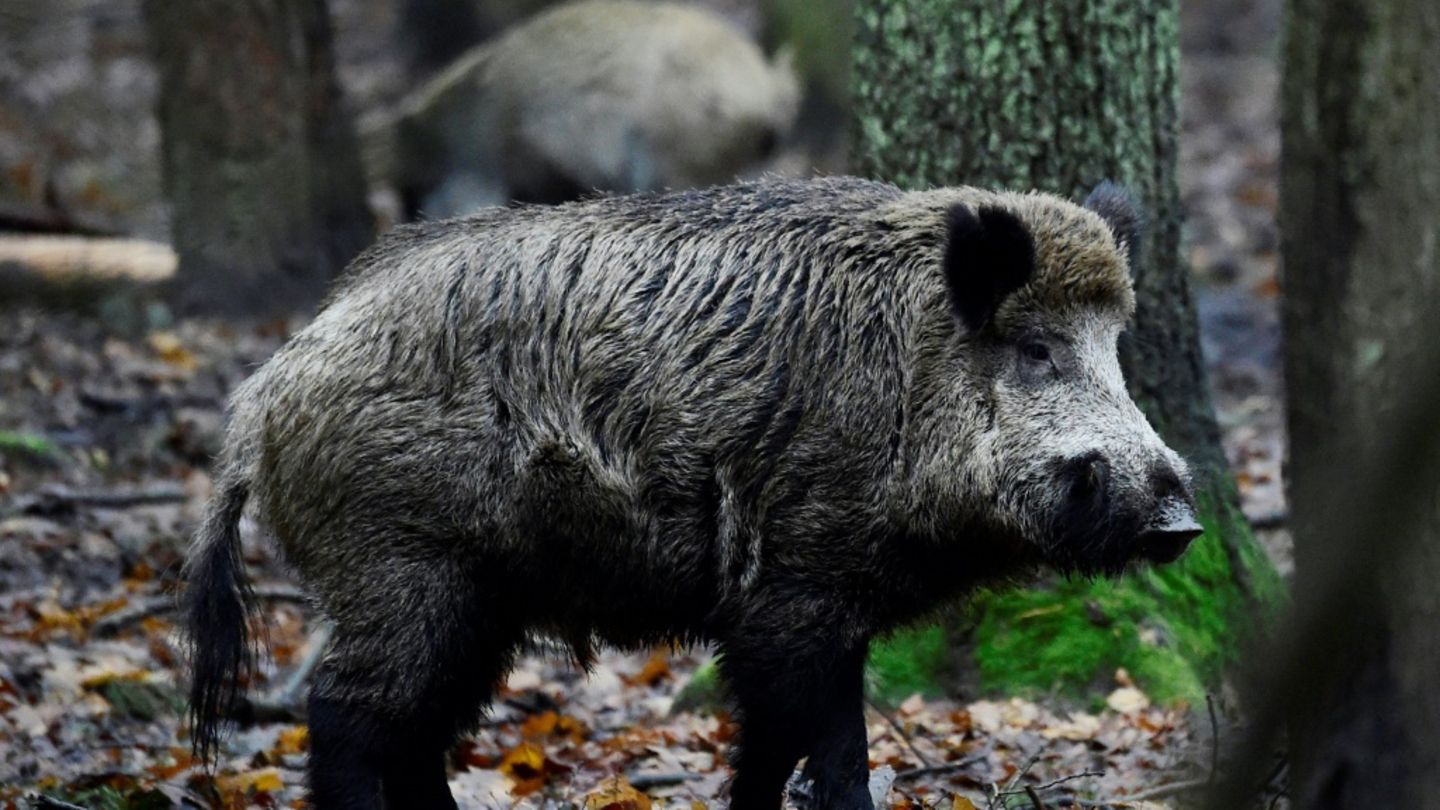 Wildschweine