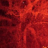 Ein großer Baum, rot beleuchtet