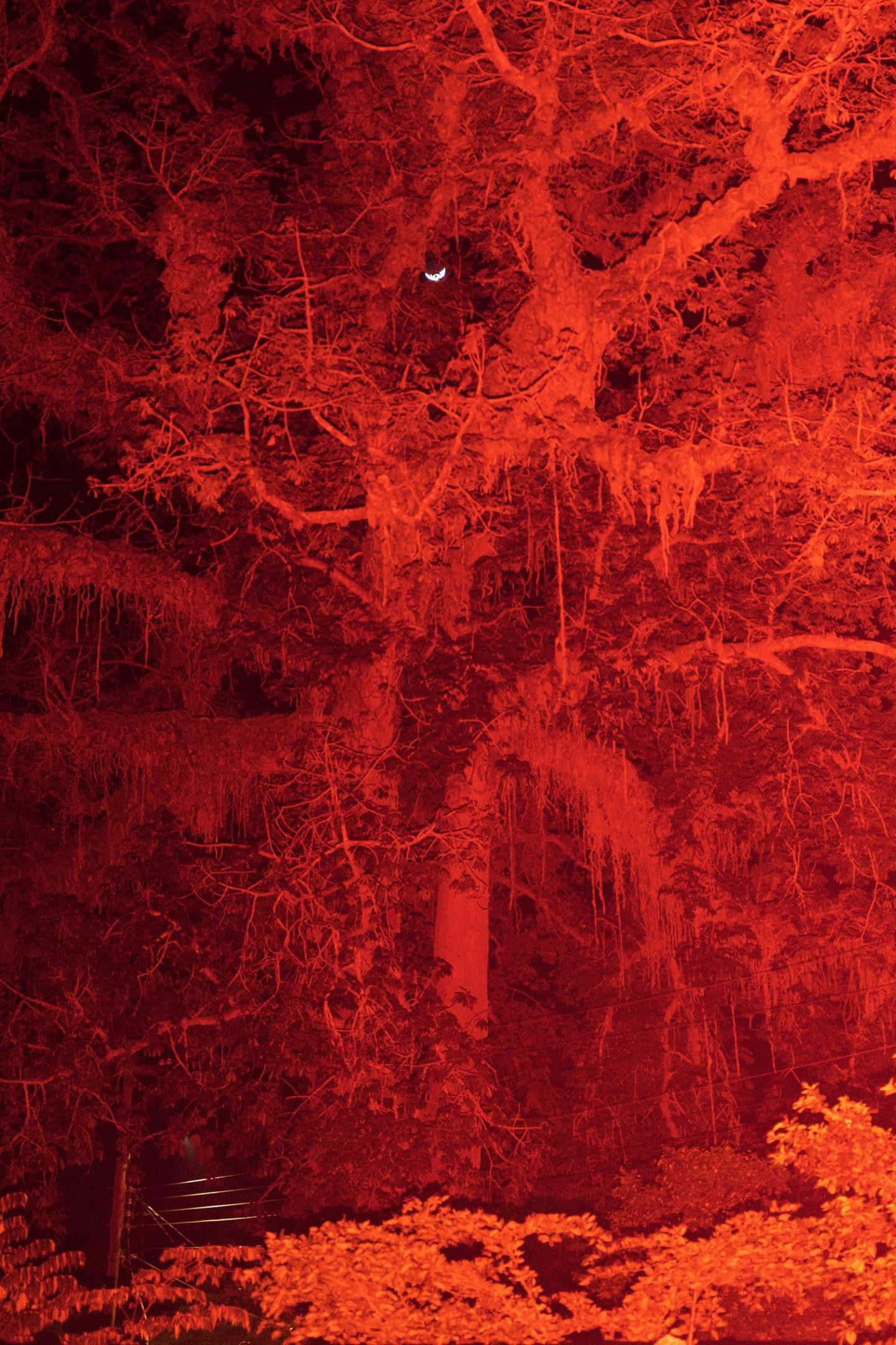 Ein großer Baum, rot beleuchtet