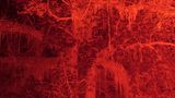 Ein großer Baum, rot beleuchtet