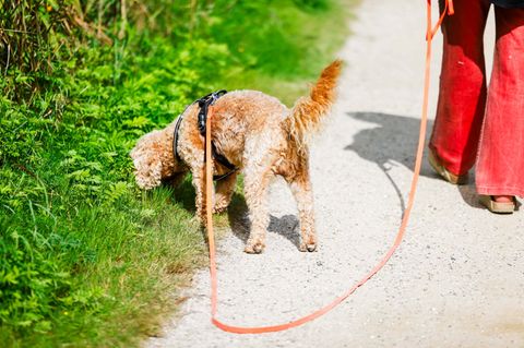Im vergangenen Jahr war die Hundesteuer in Mainz bundesweit am höchsten. (Symbolbild) Foto: Frank Molter/dpa
