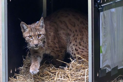 Sachsen hat im Westerzgebirge einen weiteren Luchs ausgewildert (Archiv). Foto: Hendrik Schmidt/dpa