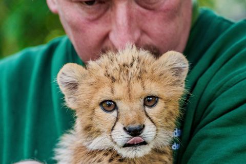Die kleine Gepardin Assama wiegt inzwischen 2,6 Kilo. Foto: Andreas Arnold/dpa