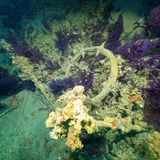 Wrack Caoitain Frangos