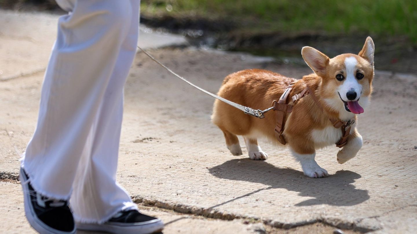 Self -test: Find out which dog really suits you