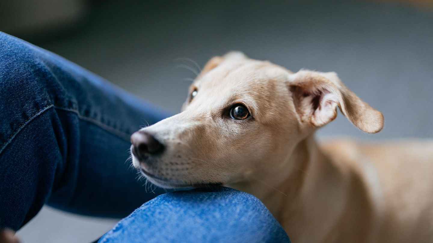 Hund beobachtet Menschen