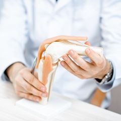 Kreuzband und Meniskus: Arzt hält ein Knie Modell in die Kamera